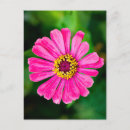 Search for zinnia flower postcards Nature