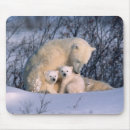 Recherche de habitat tapis souris Nature