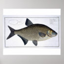 Search for ichthyology posters Andreas ludwig