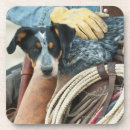 Search for domesticated barware Horse