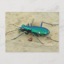 Search for beetles postcards Wildlife