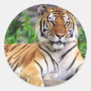 Search for siberian tiger stickers Jungle