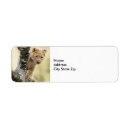 Search for africa return address labels Wildlife