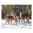 Search for whitetail deer posters Outdoors