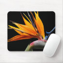Recherche de oiseau noir tapis souris Botanique