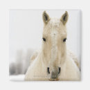Recherche de tête de cheval magnets Chevaux