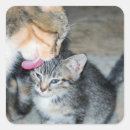 Search for cat bath stickers Baby