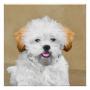 Search for lhasa posters Dog