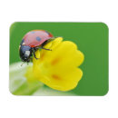 Recherche de de de coccinelle magnets Animal