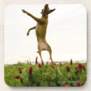 Search for catching coasters Animal