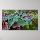 Search for raindrop posters Garden