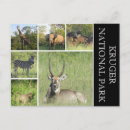 Recherche de parc national de kruger cartes postales Éléphant