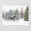 Search for dash postcards Horses