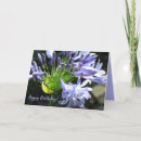 Recherche de agapanthus cartes postales Floral