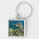 Search for invertebrate keychains Ocean