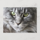 Search for fun cat postcards Kitty