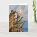 Search for migrator cards Mountain