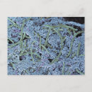 Search for scanning electron microscope Human mouth