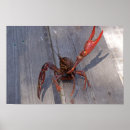 Search for crawfish posters Cajun