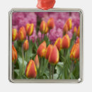 Search for holland ornaments Tulip