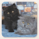 Search for persian coasters Fluffy