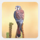 Search for kestrel stickers Bird