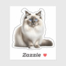 Recherche de ragdoll autocollants Chat à poupée