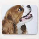 Recherche de cavalier king charles spaniel tapis souris Dog