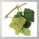 Search for vintage grape vine posters Retro