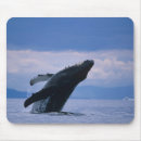 Recherche de bossu Baleine à bosse