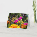 Search for monarch butterflies cards Marigold