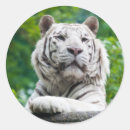 Search for white tiger stickers Nature
