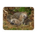Recherche de young magnets Hedgehog
