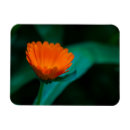 Search for orange daisy magnets Floral