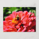 Recherche de bourdons cartes postales Abeilles