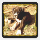 Recherche de animaux domestiques autocollants Étiquettes