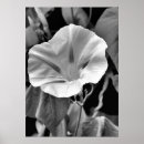 Recherche de morning glory gifts Flore