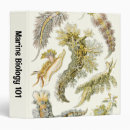 Search for sea slug Ernst haeckel