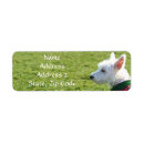 Recherche de west highland white terrier Adresse