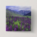 Recherche de alpine badges Floraison