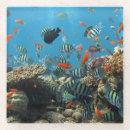 Search for snorkel coasters Coral reef