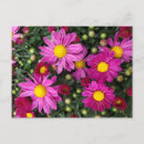 Recherche de fleur chrysanthème cartes postales Mum