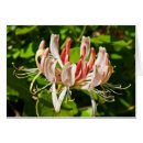 Search for honeysuckle Nature