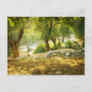 Search for timbers postcards Forest