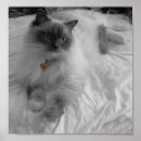 Search for ragdoll posters Cat