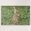 Recherche de trèfle puzzles Herbe