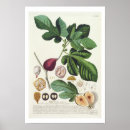 Search for fig tree art Fruit