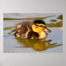 Search for duck nursery posters Bird
