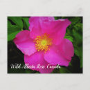 Recherche de provincial cartes postales Rose sauvage