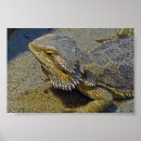 Search for reptile posters Desert
